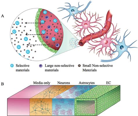 Figure 1 From A 3d Neurovascular Microfluidic Model Consisting Of