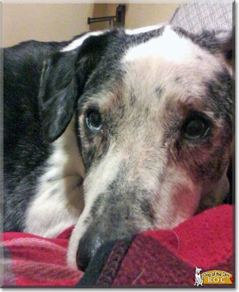 Adopt stormy a australian shepherd, dalmatian. "Roc the Dalmatian/Australian Shepherd mix" - Dog of the ...