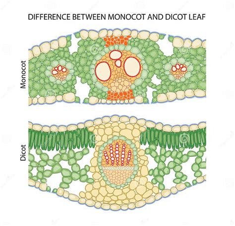 Difference Between Dicot And Monocot Leaf Stock Illustration