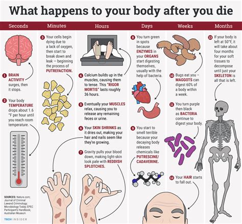 What Happens To Your Body When You Die Science