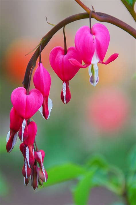 Imagine an unhealthy baby, it will have a hard time growing up and won't be happy most of the time. How to Grow Bleeding Hearts | Gardener's Path