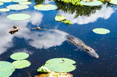 Swamp Alligator In Water