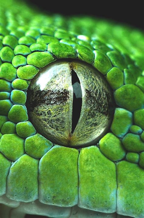 Select from premium snake eye images of the highest quality. wavemotions: Snake eye closeup by Henrik Vind | Animal ...