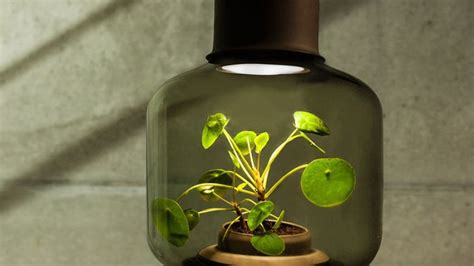 Plants That Grow In Zero Sunlight Without Water