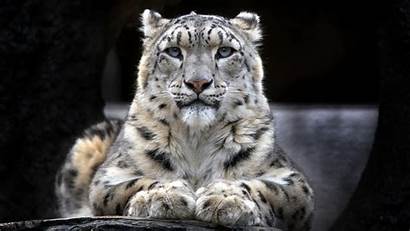 Snow Leopard Wallpapers 1080 1920 Bing Animal