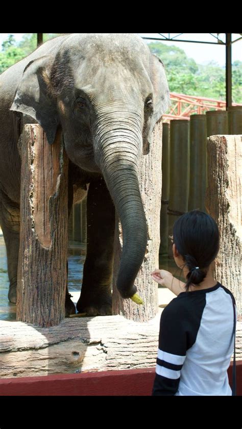 The kuala gandah elephant conservation centre is an elephant sanctuary located in temerloh in the state of pahang, malaysia. Kuala Gandah Elephant Sanctuary, Pahang, Malaysia ...