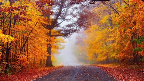 Fog In The Autumn Forest Hd Desktop Wallpaper Widescreen