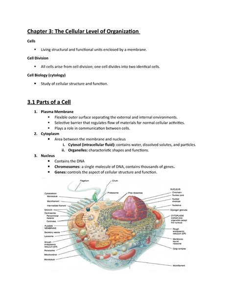 Chapter 3 The Cellular Level Of Organization Parts Of A Cell