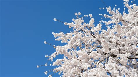 White Blue Blossom Tree Flower Spring Sky Coolwallpapersme