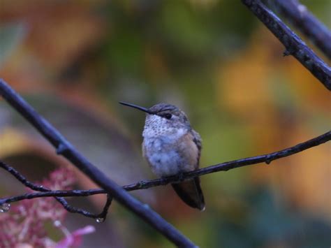 ebird checklist 17 oct 2022 stakeout rufous hummingbird 602 rumson limited access 2022