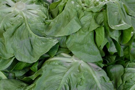 Antosianin pada tumbuhan merupakan zat pigmen larut air yang memberikan warna pada buah, bunga, dan daun pada tumbuhan. Gambar gratis: sayur, daun, kubis, Kesehatan, selada ...