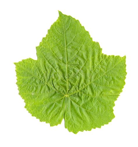 Grape Leaf Isolated Stock Image Image Of Scanned White 10038337
