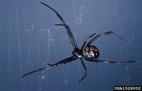 Black Widow Spider Latrodectus Mactans