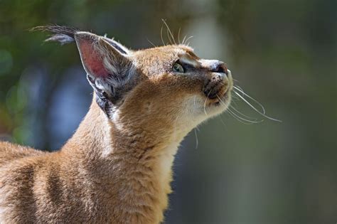 I was interested in how the servals and caracals were being cohabitated and. Forgotten Felines: The Seven Small Cats of Africa