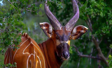 The African Forest Bongo Discover Afrika
