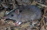 Pictures of Rodent Queensland