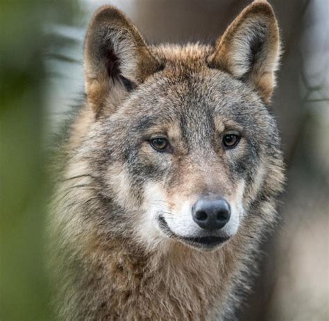 Odenwald Mitten In Deutschland Geht Der Wolf Um Welt