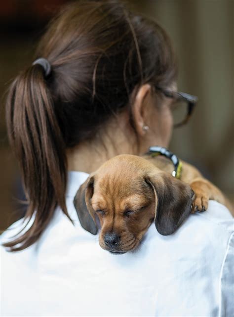 Act online's new series teaches the foundations of bathing and grooming for all members of the veterinary support team. Pet owners caught short when it comes to treatment costs ...