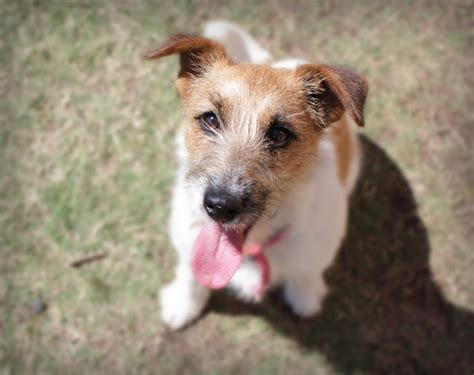 Brad Small Male Fox Terrier X Wirehaired Jack Russell Mix Dog In Qld