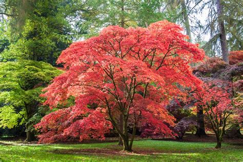 The Best Trees For Autumn Colours