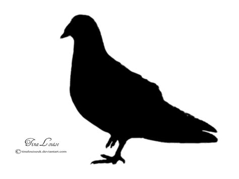 Domestic Pigeon Columbidae Doves As Symbols Clip Art