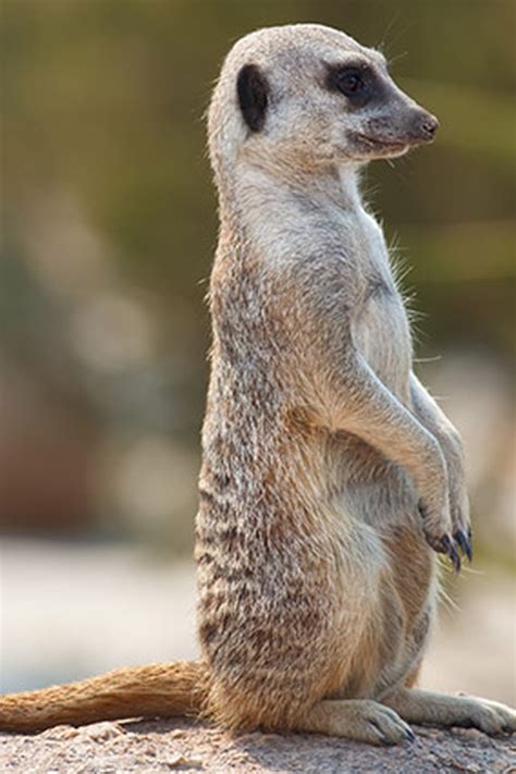 Cute Meerkats Cute Meerkats Photos Animal Photos