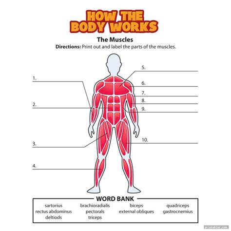 Printable Worksheets Muscle Anatomy Gridgit Com