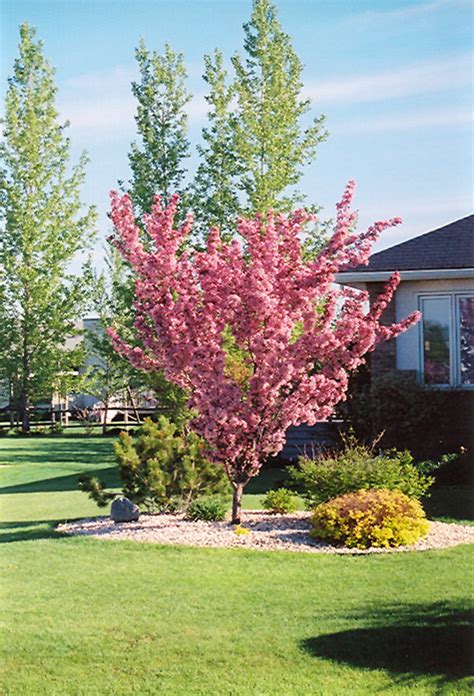 Crabapple trees are very popular for being able to provide aesthetics throughout the year. Thunderchild Flowering Crab (Malus 'Thunderchild') in ...