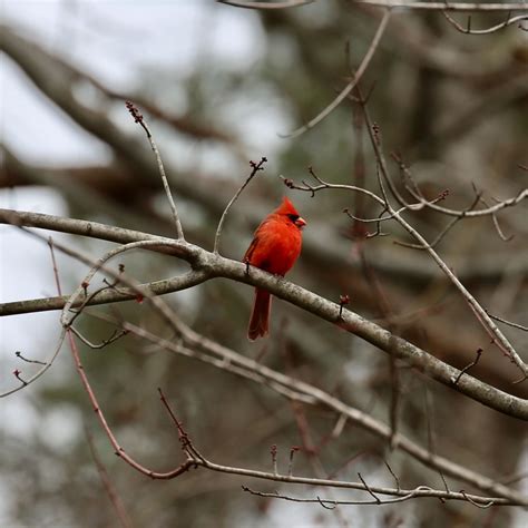 Illinois State Bird Bird Watching Academy