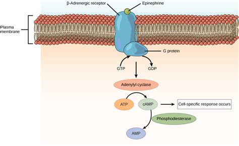 The relationship between genes, proteins, and traits a gene codes for a particular protein that is involved in the expression of a trait. Plasma Membrane Hormone Receptors | Biology for Majors II