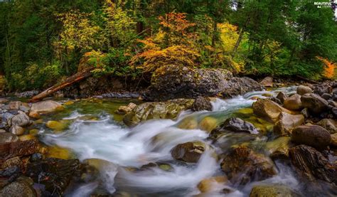 Forest River Stones Autumn Beautiful Views Wallpapers 2048x1200
