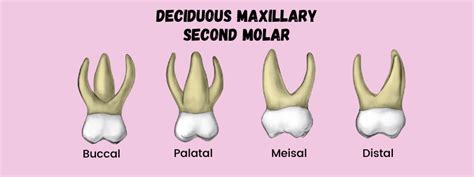 Deciduous Maxillary Second Molar Dental Education Hub