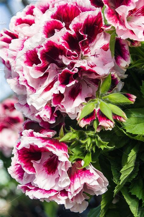On average, martha washington geraniums can reach 12 tall, and spread up to 12 inches wide under modest growing conditions. Martha Washington geraniums | Martha washington geranium ...