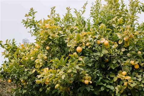 How To Grow Lemon Trees