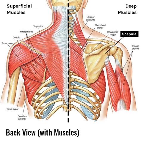 Scapula Shoulder Blade Posterior View Upper Limb Anatomy Anatomy My