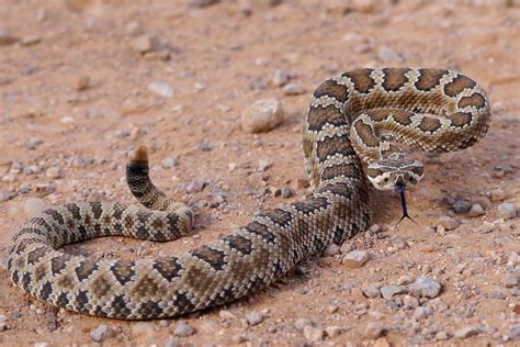 Top 10 Venomous North American Snakes Petsoid