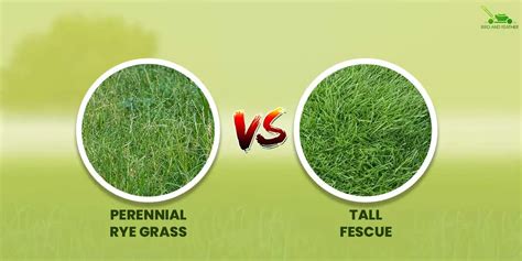 Ryegrass Vs Fescue Grass How Do They Differ Bird And Feather