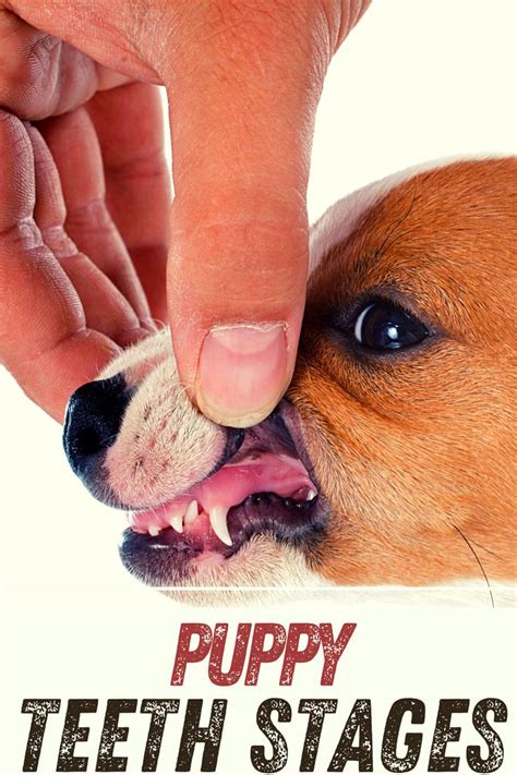 Puppy Teeth Stages + Puppy Losing Teeth Symptoms | Puppies, Losing teeth, Dog teeth
