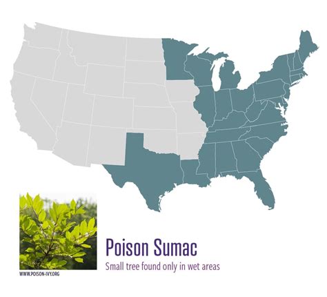 Everything You Need To Know About Poison Ivy News Des Moines University