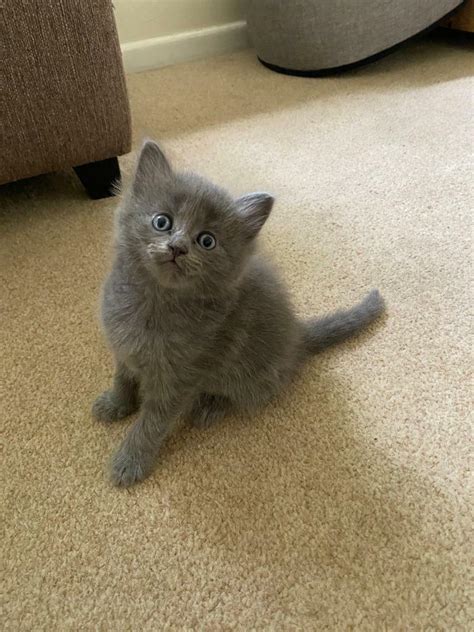 Grey Kitten For Sale In Faringdon Oxfordshire Gumtree