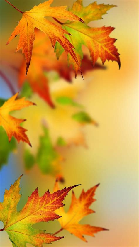 Falling Leaves Wallpapers Wallpaper Cave