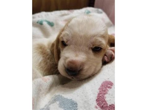Check spelling or type a new query. 6 Basset Hound Puppies for rehoming in Abilene, Texas - Puppies for Sale Near Me