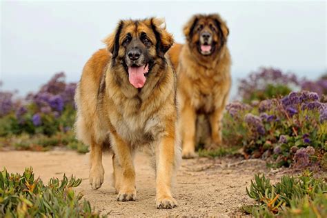 15 Facts About Leonberger Dog Breed 2024