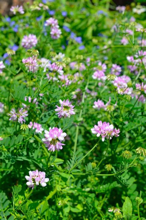 Securigera Varia Or Coronilla Varia Commonly Known As Crownvetch Or