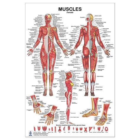 Printable Muscle Anatomy Chart Female Muscle Diagram Non Laminated My