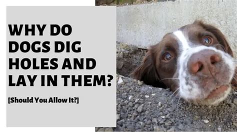 Why Do Dogs Dig Holes And Lay In Them Should You Allow It