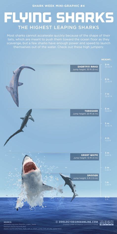 44 Sharks Infographics Ideas Shark Shark Week Shark Facts