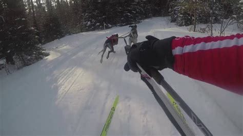 2019 Three Bear Sled Dog Race Full Skijor Video Youtube
