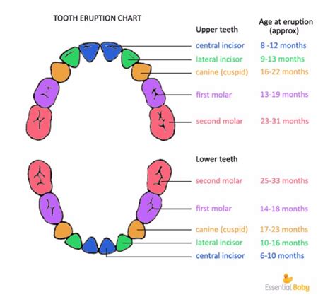 38 Printable Baby Teeth Charts And Timelines Templatelab