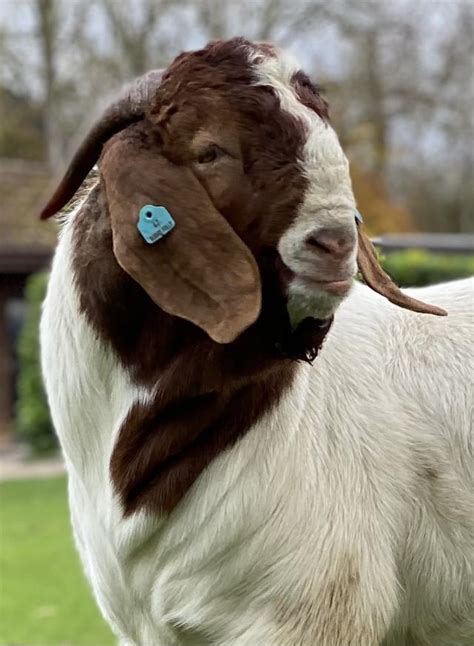 British Boer Goats Bucks Full Blood For Sale In Bedford